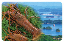 画像:伊勢海老