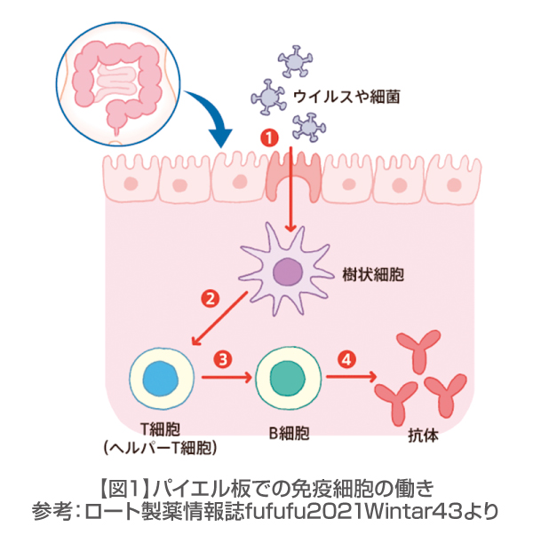 ベジタブルBOX写真